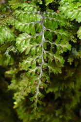 Hymenophyllum sanguinolentum. Fertile frond showing a black, zig-zag, winged rachis and lamina segments with entire margins.  
 Image: L.R. Perrie © Leon Perrie 2014 CC BY-NC 3.0 NZ